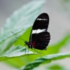Butterfly in black