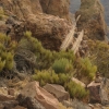 Tenerife Volcano Flora