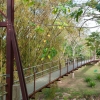 Caribbean Footbridge