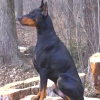 Draco posing on stump