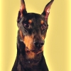 Draco portrait