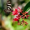 Butterfly Farm in the Caribbean.