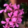 More flowers