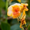 Caribbean flower.