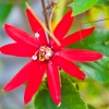 Caribbean flower