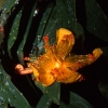 Pretty yellow flower