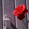 Rose and Shutter