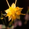 Yellow flower