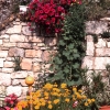 Flowers against stone wall