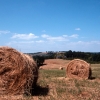 Hay in a field