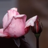 Rose and Bud