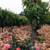 Vineyard in France