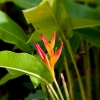 Caribbean flower.