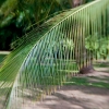 Caribbean palm.