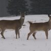 RBDeer at dusk