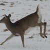 RBDeer flagging