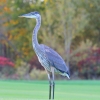 Blue Heron Riverbend