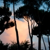Sunset through the trees in Rome